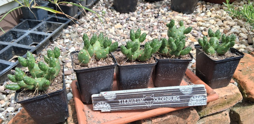Tephrocactus ovata frosthart