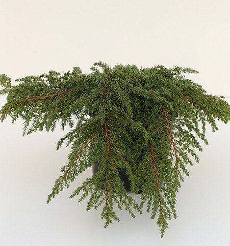 Grüner kriechwacholder green - kriechwacholder,