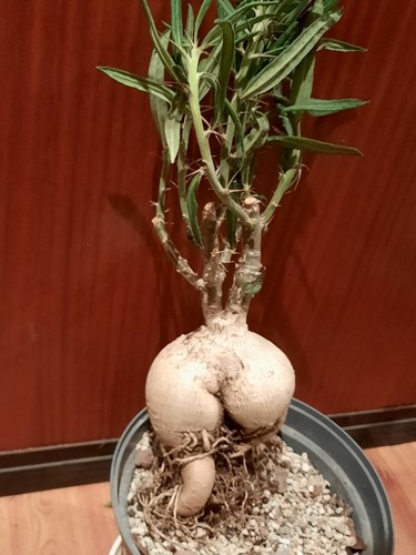 Pachypodium succulentum mit - succulentum,
