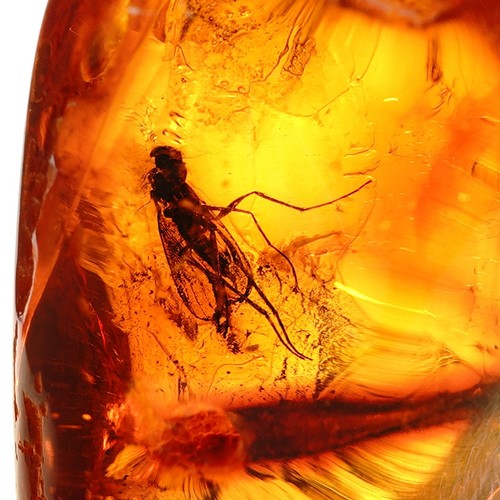 Bernstein fossil mit fliege - bernstein-fossil,