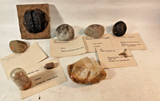 uralt Sammlung Fossilien