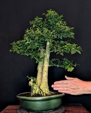 Bonsai chinesischer liguster - bonsai,