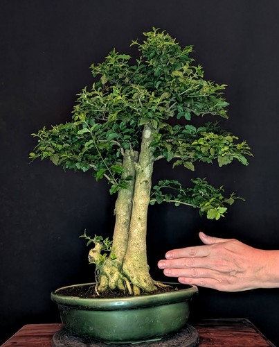 Bonsai chinesischer liguster - bonsai,