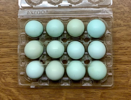 Bruteier wachteln celadon - 12,