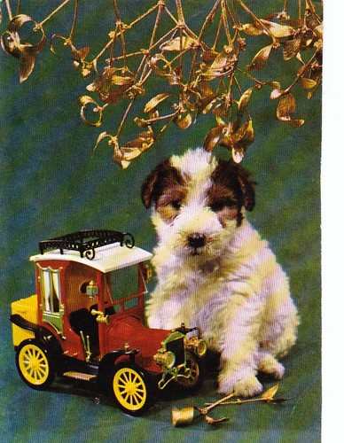 Fox terrier postkarte - ,