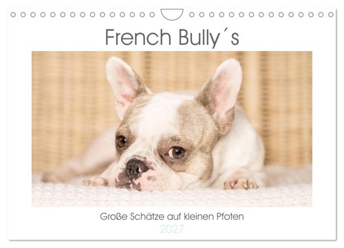 French bully große - french, bully´s