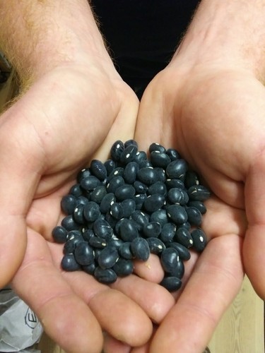 Buschbohne coco noir beans - noir,