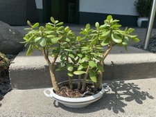 Geldbaum-Pfennigbaum-Glücksba