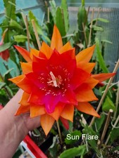 Epiphyllum Blattkakteen