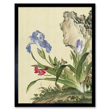 Castiglione iris blume pflanze - castiglione,