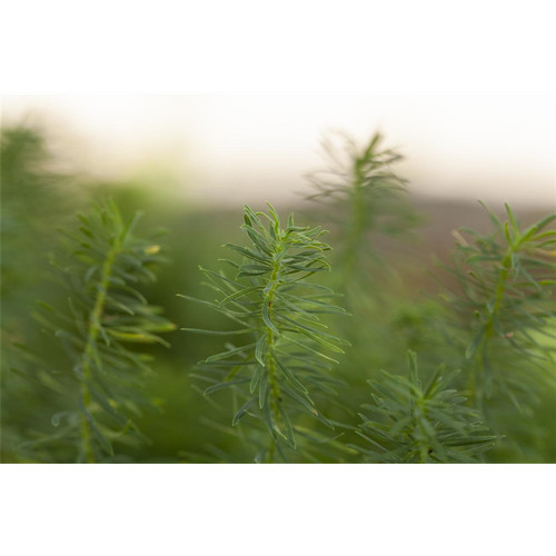 Euphorbia cyparissias - ,