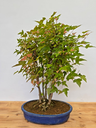 Bonsai dreispitzahorn acer - dreispitzahorn,