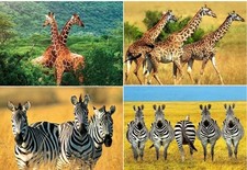 3 D Ansichtskarte Giraffen