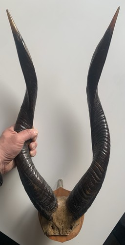 Jagdtrophäe - ,
