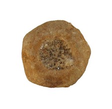 Perm basleocrinus sp - ,