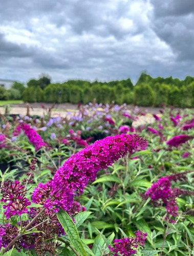 Zwerg sommerflieder buddleja - zwerg-sommerflieder,