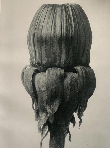 1929 karl blossfeldt druck - 1929,