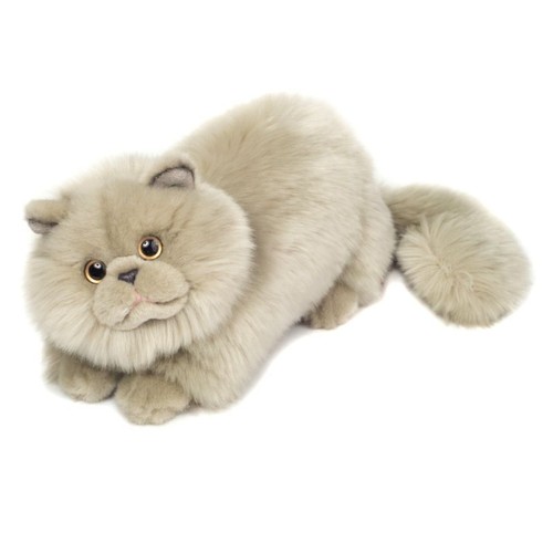 Perserkatze grau katze - perserkatze, teddy