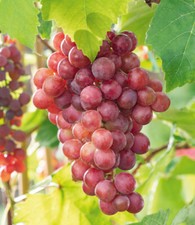 Kernlose Tafel-Trauben 'Vanessa®' Weinreben rot, 1 Pflanze, Vitis vinifera