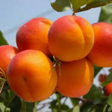 Aprikosenbaum 'Santa Maria in