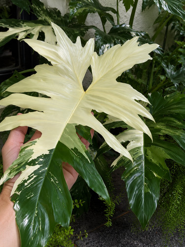 8000132 philodendron white - 8000132,
