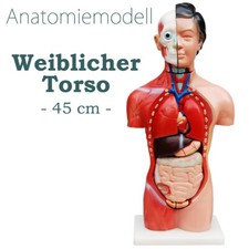 Anatomie Anatomisches Körper Modell Torso Frau mit Organen 45 cm medmod
