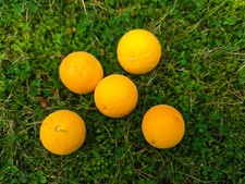 Früchte der Poncirus trifoliata 'Flying Dragon' - Bitterorange