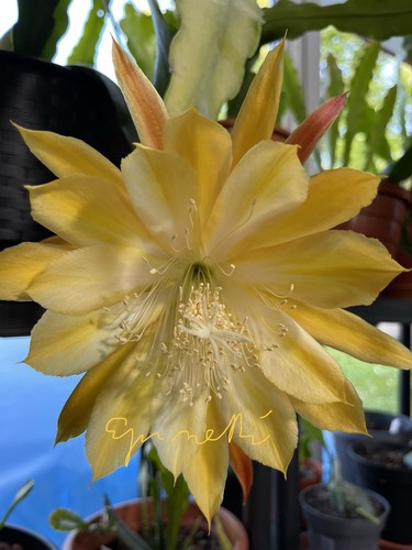 Epiphyllum blattkaktus - epiphyllum,