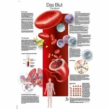 Erler zimmer anatomische - erler,