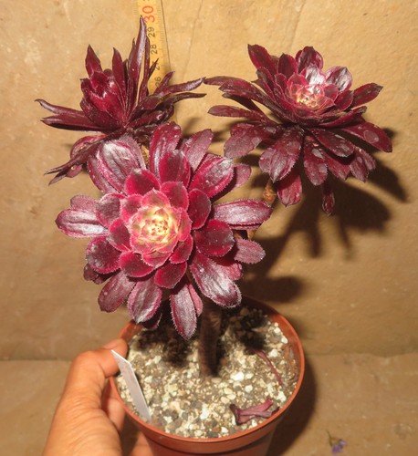 Aeonium mardi gras - mardi,