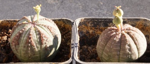 Euphorbia obesa ein - ein, schönes