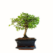 Bonsai Baum mit Keramik