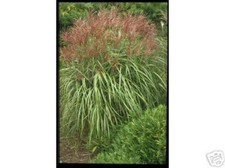 Große pflanze miscanthus - große,