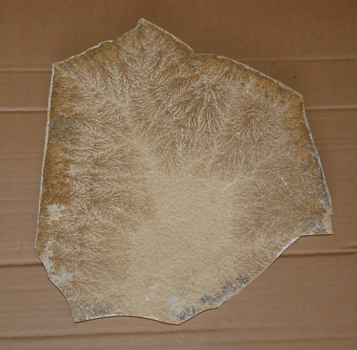 Versteinerung fossil - versteinerung,