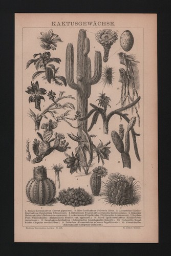 Lithografie 1885