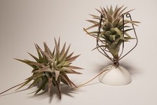 Wüstentillandsie Tillandsia vanhyningii