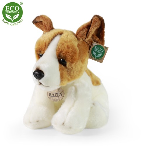 Jack russel terrier 26 - l=,