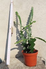 Epiphyllum blattkaktus - epiphyllum,