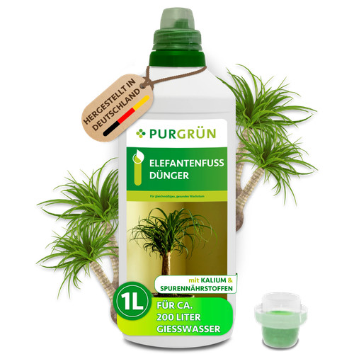 Purgrün elefantenfuß - purgrün,