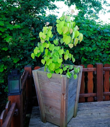 Kanadischer judasbaum cercis - judasbaum,