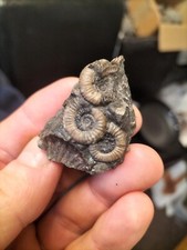 DACTYLIOCERAS GRACILE CLUSTER AMMONIT WHITBY YORKSHIRE UK DINOSAURIER FOSSIL