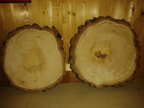 Baumscheibe birkenscheibe - birkenscheibe, /