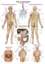 Lehrtafel Das Lymphsystem