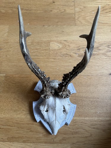 Geweih reh trophäe - reh,