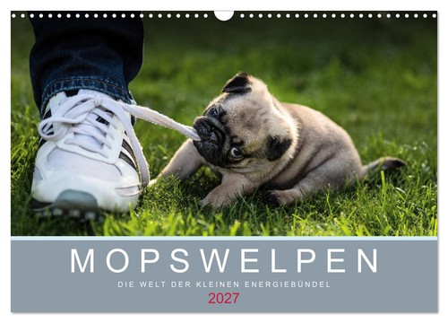 Mopswelpen wandkalender 2027 - mopswelpen, (wandkalender