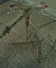 Oldtimer Fahrrad Ständer