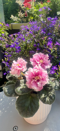 African violet1blatt - african, violet(kz-alija)1blatt