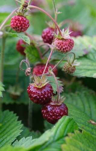 Erdbeere profumata di - 'profumata,