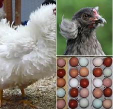 🥚10 -30 Hühner, Bruteier