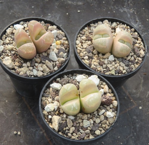 Lithops optica mesembs - 1x,